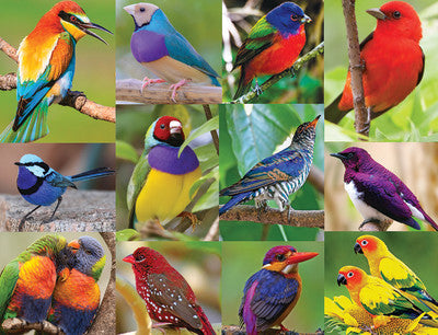 Birds of Paradise Puzzle